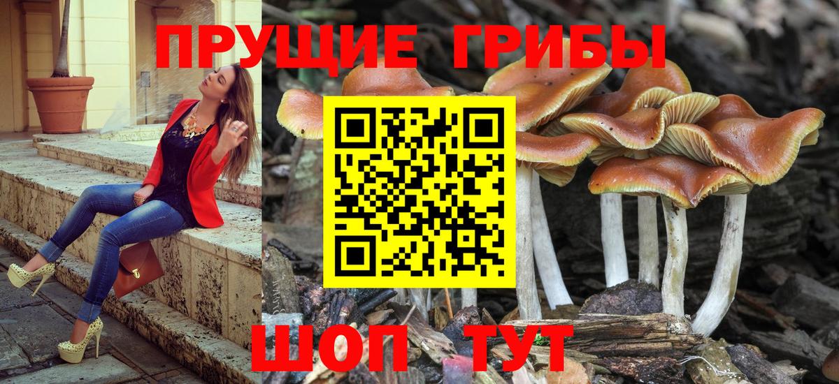 Псилоцибиновые грибы Magic Shrooms  Вход с VPN  Ростов Великий  Псилоцибиновые грибы Psilocybine cubensis 